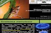 SNC y organos sensoriales de insectos