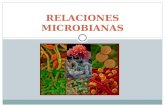 MICROBIOLOGIA AMBIENTAL. Relaciones Microbianas