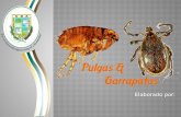Pulga y Garrapatas