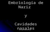 Embriologia de Nariz y Cavidades Nasales