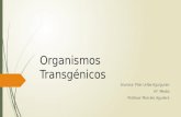 Organismos Transgénicos