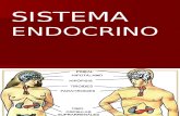 Ppt Sistema Endocrino