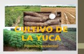 Cultivo de La Yuca