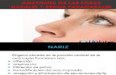 TRABALHO-anatomia nasal (1).ppt