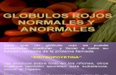 g.rojos Normales y Anormales