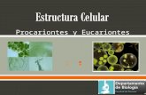 Estructura Celular Procariontes y Eucariontes