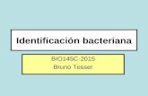 identificacion bacteriana