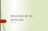 Descenso de Los Testículos-Ronald Riera- Embriologia