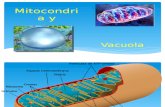 Mitocondria y Vacuola
