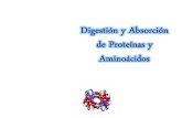 Enzimas de La Sigeston de Proteinas (1)