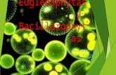 atlas Cianobacterias, Bacillarophytas y Euglenophytas.pptx