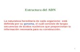 Clase 7 Estructura Del Adn