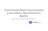 Clase 5.- Colonizacion Bacteriana Primaria y Secundaria. Biofilm