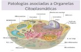 Patologias Asociadas a Los Organelos Grupo 1 Anatomia
