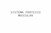 Sistema Proteico Muscular (1)