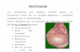 testiculos-histo (1).pptx