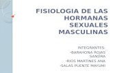fisiologia de las hormonas masculinas .pptx