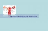 Reproductor Femenino Con Ciclo Menstrual