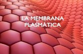 la membrana plasmatica.ppt