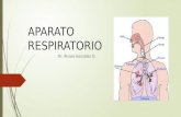 Anatomía respiratorio
