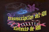 Presentación Transcripcion Del Adn
