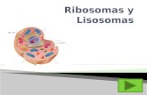 Ribosomas y Lisosomas