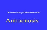 Asco Antracnosis Tema5