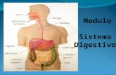 Sistema Digestivo (1)