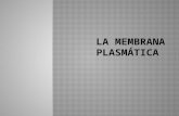 Detalles acerca de la membrana plasmática: componentes, organización y función.  Distintos mecanismos de transporte a través de la membrana.  Importancia.