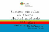 Sarcoma muscular en flexor digital profundo del IV metacarpiano Enrique Amigó Rua Eli Alonso Pujadas Grupo 1.