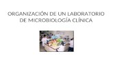 ORGANIZACIÓN DE UN LABORATORIO DE MICROBIOLOGÍA CLÍNICA.