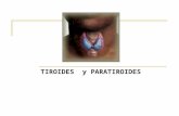 TIROIDES y PARATIROIDES. Características Glándula única y endocrina en forma de H con dos lóbulos unidos a través de un istmo. Se ubica por debajo de.
