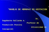 “ MANEJO DE HEMBRAS EN GESTACION” Dr. Dagoberto Gallardo A. Profesor de Producción Porcina Universidad de Concepción.
