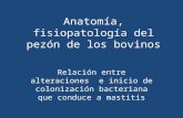 Anatomía, fisiopatología del pezón de los bovinos Relación entre alteraciones e inicio de colonización bacteriana que conduce a mastitis.