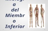 Osteología y Miología del Miembro Inferior. Osteología del miembro inferior Cintura pélvica:  2 huesos coxales: Derecho e izquierdo.  Hueso sacro.