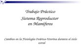 Trabajo Práctico Sistema Reproductor en Mamíferos Cambios en la Fisiología Ovárica-Uterina durante el ciclo estral.