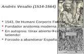 Andrés Vesalio (1514-1564) 1543, De Humani Corporis Fabrica Fundador anatomía moderna En autopsia: tórax abierto  corazón latiendo! Forzado a abandonar.