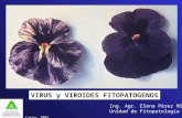 VIRUS y VIROIDES FITOPATOGENOS Ing. Agr. Elena Pérez MSc Unidad de Fitopatología Curso- 2003.