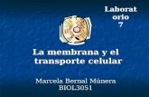 Marcela Bernal Múnera BIOL3051 La membrana y el transporte celular Laboratorio 7.