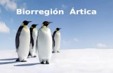 Biorregión Ártica. Un bioma es una parte de la biorregión que comparte los mismos fenómenos climatológicos, flora y fauna. Una biorregión es un sector.