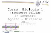 Curso: Biología 1 Transporte celular 3º semestre Agosto – Diciembre 2011 Elaboró: M. en C. Cynthia Bazán Godoy Revisó: Biol. Renato Castillo Loría Elaboró: