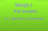 Bio 2 - 6º 3.1 y 2. Nervios. Hormonas. Bio 2 - 6º 3.1 y 2. Nervios. Hormonas Bio 2 - 6º ESTÍMULO EXTERNO ESTÍMULO INTERNO ESTÍMULO HORMONAL INTERNO EFECTOR.
