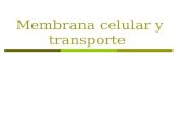 Membrana celular y transporte. MEMBRANA CELULAR  Es una bicapa lipídica  Constituye la estructura básica de la membrana y es de permeabilidad selectiva.