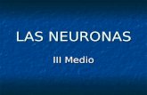 LAS NEURONAS III Medio. Sistema Endocrino Diversos tipos de células neurogliales.