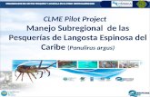 12/04/20151 CLME Pilot Project Manejo Subregional de las Pesquerías de Langosta Espinosa del Caribe (Panulirus argus)