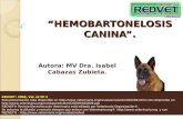 “HEMOBARTONELOSIS CANINA”. Autora: MV Dra. Isabel Cabazas Zubieta. REDVET: 2008, Vol. IX Nº 2 Esta presentación está disponible en .