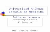 Universidad Anáhuac Escuela de Medicina Antígenos de grupo sanguíneo 2 Inmunología Básica 4° Semestre Dra. Carmina Flores Domínguez.