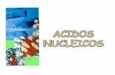 ACIDOS NUCLEICOS Son biopolímeros, de elevado peso molecular, formados por otras subunidades estructurales o monómeros, denominados NUCLEÓTIDOS.