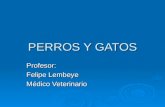 PERROS Y GATOS Profesor: Felipe Lembeye Médico Veterinario.