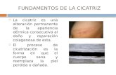 FUNDAMENTOS DE LA CICATRIZ  La cicatriz es una alteración permanente de la apariencia dérmica consecutiva al daño y reparación colagenosa de esta.  El.